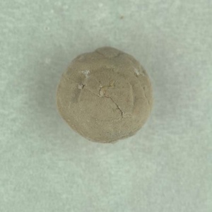 所属不明の種子または果実