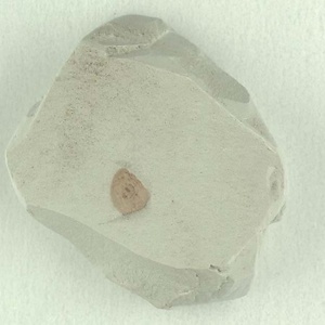 所属不明の種子または果実