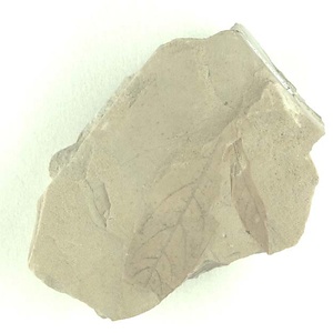 ハマビワ属の一種