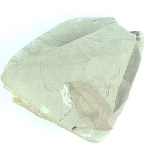 ハマビワ属の一種