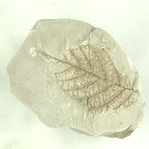 カバノキ属の一種