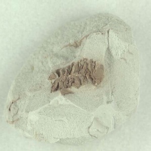 ハンノキ属の果穂？