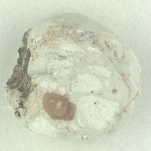 所属不明の種子または果実