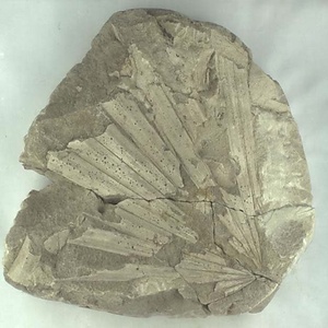 シュロ属の一種