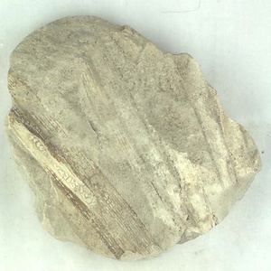 シュロ属の一種