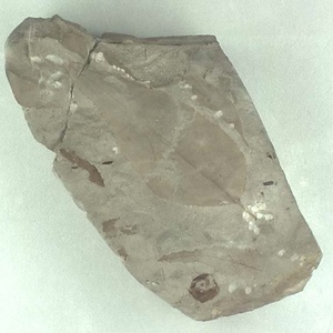 エオワイティアナポプラ