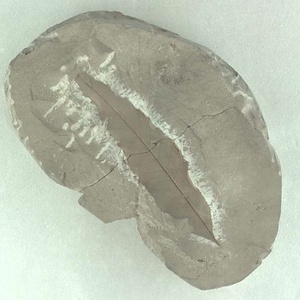 コナラ属の一種