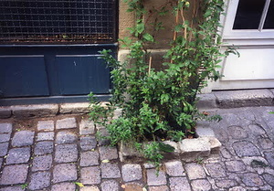 ニューヨーク・コミュニティガーデン視察一式