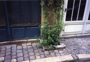 ニューヨーク・コミュニティガーデン視察一式