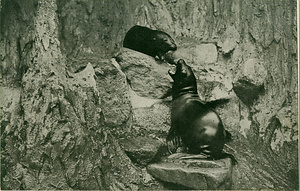 六甲山を中心とした兵庫県内の古い絵葉書等