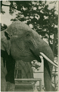 六甲山を中心とした兵庫県内の古い絵葉書等