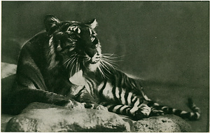 六甲山を中心とした兵庫県内の古い絵葉書等