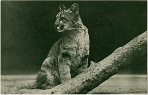 六甲山を中心とした兵庫県内の古い絵葉書等