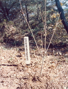 金山公園整備事業大山小学校