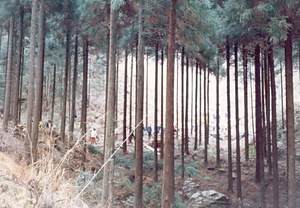 金山公園整備事業大山小学校