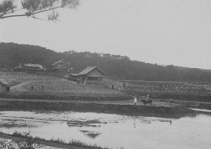 三田市下相野（平野集落）古写真