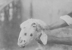 三田市下相野（平野集落）古写真