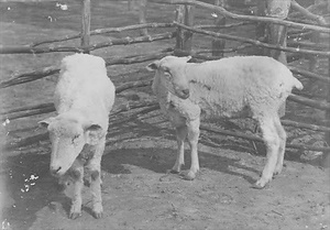 三田市下相野（平野集落）古写真