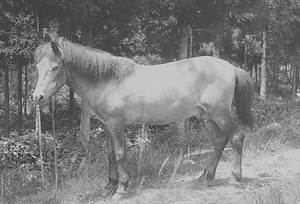 三田市下相野（平野集落）古写真