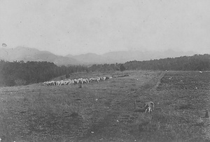 三田市下相野（平野集落）古写真
