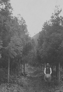 三田市下相野（平野集落）古写真