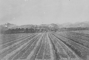 三田市下相野（平野集落）古写真
