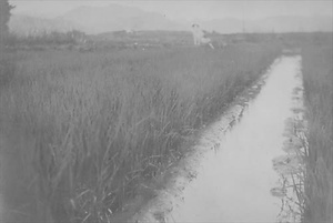 三田市下相野（平野集落）古写真