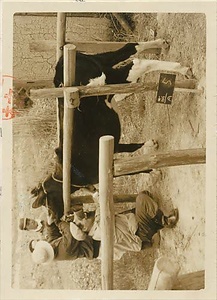 三田市下相野（平野集落）古写真