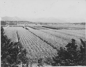 三田市下相野（平野集落）古写真