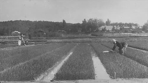 三田市下相野（平野集落）古写真