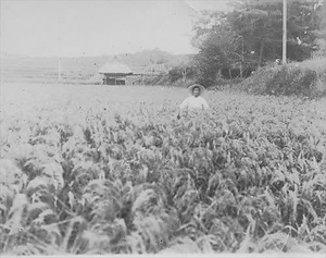 三田市下相野（平野集落）古写真