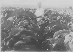 三田市下相野（平野集落）古写真