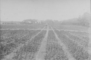 三田市下相野（平野集落）古写真