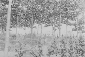 三田市下相野（平野集落）古写真