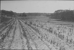 三田市下相野（平野集落）古写真