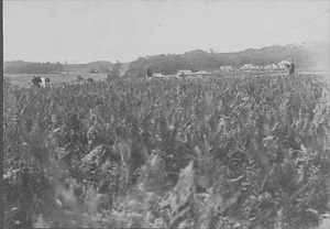 三田市下相野（平野集落）古写真