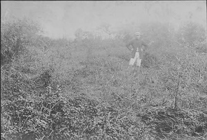 三田市下相野（平野集落）古写真