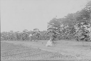 三田市下相野（平野集落）古写真