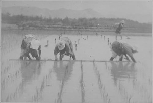 三田市下相野（平野集落）古写真