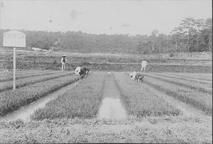 三田市下相野（平野集落）古写真