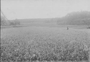 三田市下相野（平野集落）古写真