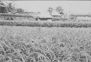 三田市下相野（平野集落）古写真