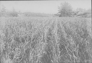 三田市下相野（平野集落）古写真