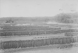 三田市下相野（平野集落）古写真