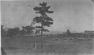 三田市下相野（平野集落）古写真