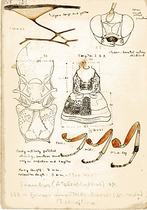 岩田久二雄フィールドノート