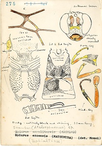 岩田久二雄フィールドノート