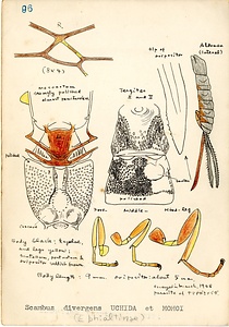 岩田久二雄フィールドノート