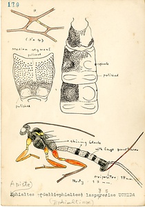 岩田久二雄フィールドノート