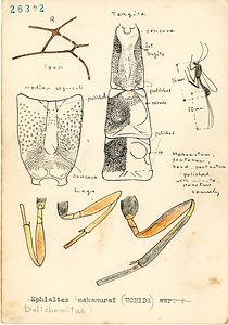 岩田久二雄フィールドノート